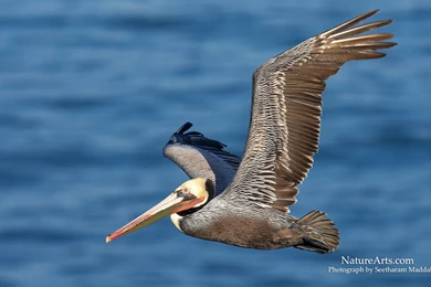 5th Page Of Desktop, Wildlife Wallpapers / Nature Wallpapers