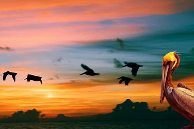 Download Wallpapers 3840x2160 Nature, Pelican, Birds, Sunset 4K ...