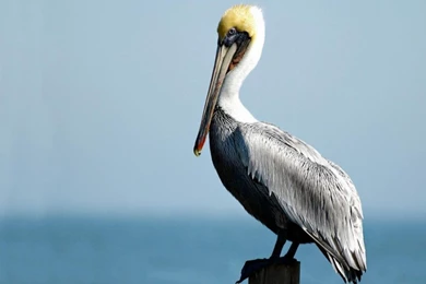 Pelican Water Bird HD Wallpapers