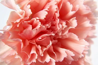1600*1200 Peach Carnation Photo   Close Up Of Carnation Flower29 ...