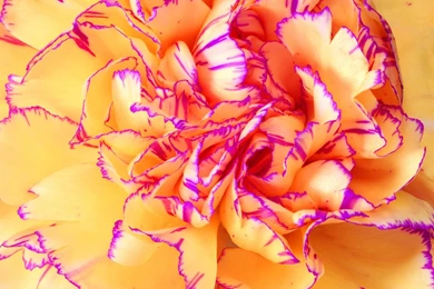 Carnation Flowers 30897   Flowers Photo   Flowers