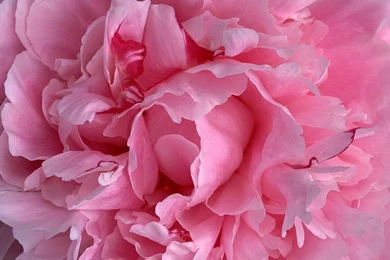 Close Up Photo Of Pink Carnation Petals 1600*1200 42   Wallcoo.net