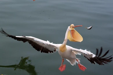 Cute Baby Pelican   Wallpaper.