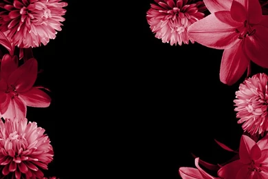 Pretty Pink Carnation   Colors Photo (34691986)   Fanpop