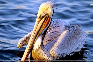 Easy Waters Pelican Wallpapers