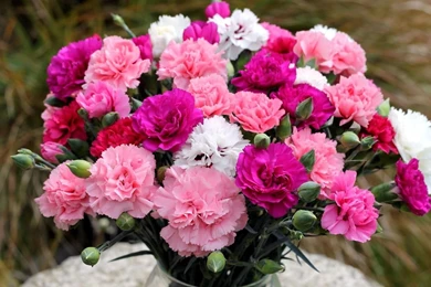 Carnations Wallpapers   Flower Wallpapers