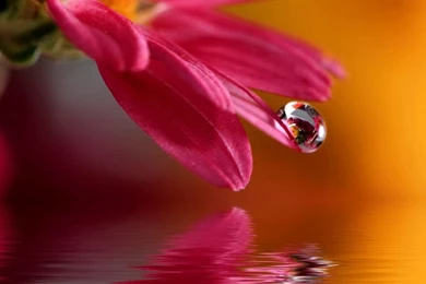 Pure Thanks To Mom Carnation Flower Macro iPad Wallpapers Download ...