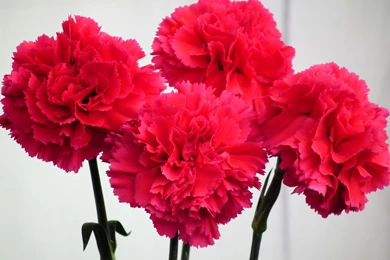 Red Carnations