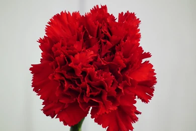 Red Carnation Flower Wallpapers