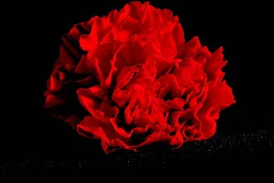 Red Carnation In Dark   1600*1200 Red Carnation Photo18   Wallcoo.net