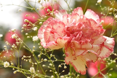 Carnation Close up Close up Flowers Wallpapers