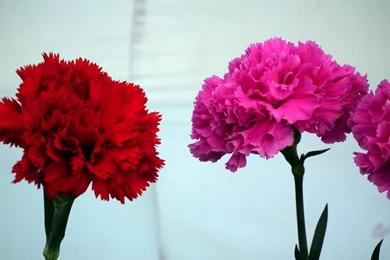 Two Carnation Flowers