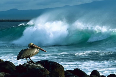 Brown Pelican Galapagos Wallpapers