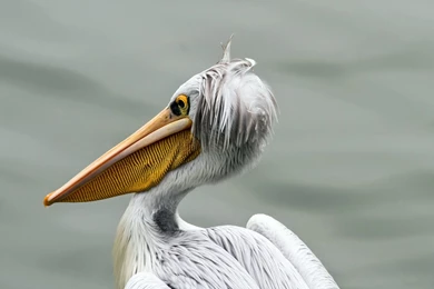 Bird pelican hd wallpapers   Magic4Walls.com