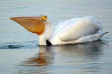 Pelican Wallpapers   Animals Town