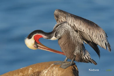 8th Page Of Desktop, Wildlife Wallpapers / Nature Wallpapers