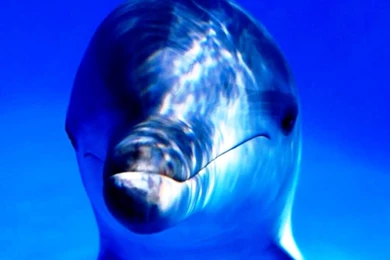 Free Living 3D Dolphins Wallpapers 3d Dolphin Photos Of Free ...