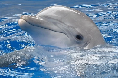 Cute Dolphin Wallpapers