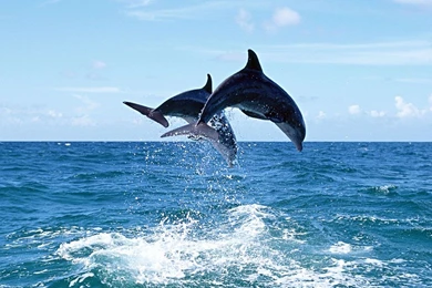 Jumping Dolhpins Wallpapers