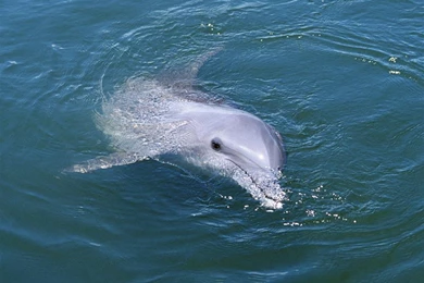 Amazing Dolphin Wallpapers