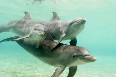 Bottlenose Dolphins In Caribbean Sea Pics And Wallpapers Free ...