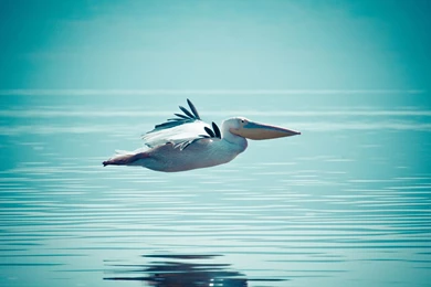 Awesome Pelican Wallpaper.jpg