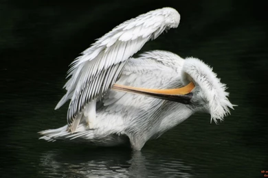 Birds Pelican 00316151