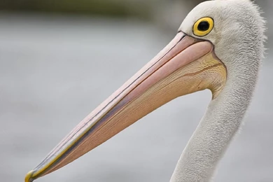 Animals: Pelican, Desktop Wallpapers Nr. 58355 By Striker