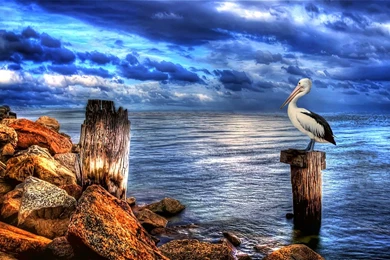 Pelican Bird HD Wallpapers For Desktop New Best Collection