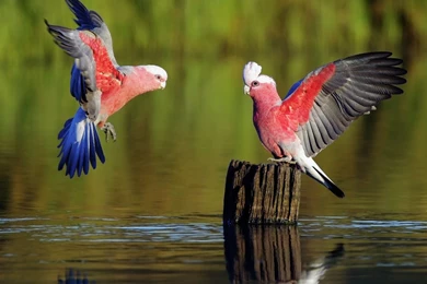 Beautiful Birds Android Mobile HD Wallpapers.jpg