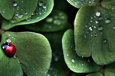 Free Computer Desktop Wallpaper Backgrounds Www