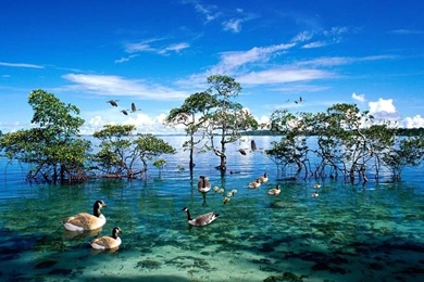 Pictures > Nature Backgrounds National Geographic