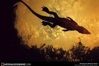 Gabon, Louri Creek Croc, 2003, Photo Of The Day, Picture ...