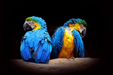 Birds   National Geographic Wallpapers (6909378)   Fanpop