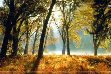 Black Oaks And Ferns Leidig Meadows Yosemite National Park Wallpapers