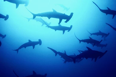 Hammer head shark on white background.jpg