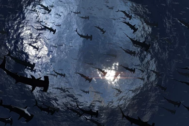 Sharks Backgrounds   1348789