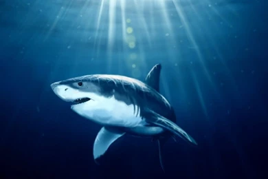 Sharks Backgrounds   Wallpapers