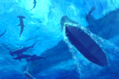 Sharks Sea Plane Underwater Shark Ocean Wallpapers