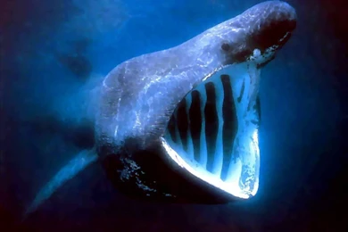 Sharks: Shark Fear Animals Sharks High Resolution For HD 16:9 High ...