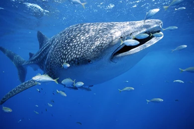 Sharks: Whale Shark Hunting Socal Customs Prime Portal Sema Free ...