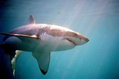 Sharks Marine Sea Sharks Backgrounds Pictures ~ Sharks For HD 16:9 ...