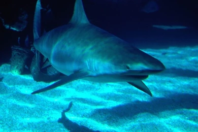 Sharks Wallpapers Page 2: Shark White Attacks High Quality Picture ...