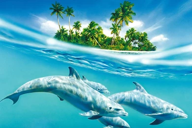 Dolphin HD Wallpapers   , New Wallpapers, New Wallpapers
