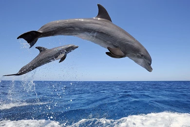 Dolphin Wallpapers
