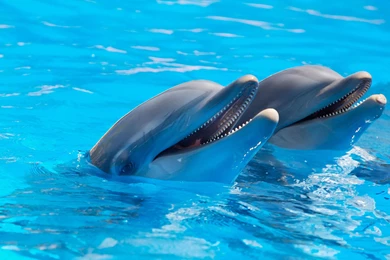 30+ Cool HD Pictures Of Dolphins