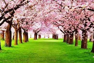 Nature Wallpapers Santabanta   Wallpapers Cave