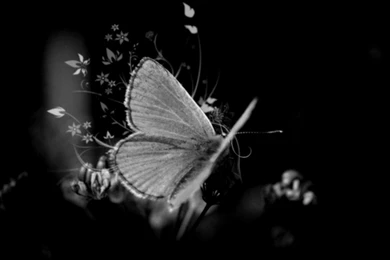 Butterflies: Butterfly Nice Nature Black White Oie Free Download ...
