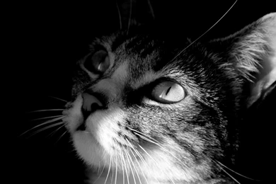 Nice Black And White Cat