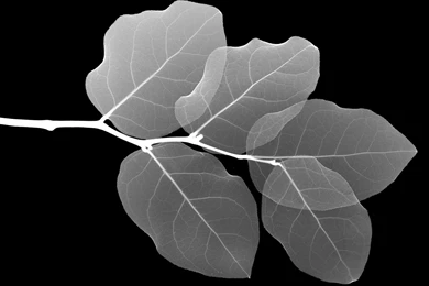 Nice Black White Wallpaper.jpg